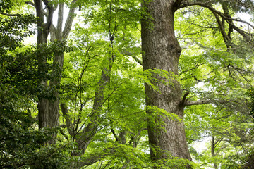 世界遺産の春日山原始林