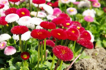 Tausendschön - amarant 03 © LianeM