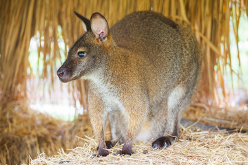 Kangaroo