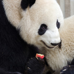 Obraz premium Sub adult Giant Panda eating an apple. Chengdu, China