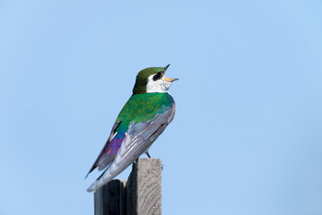 Violet-green Swallow - Male