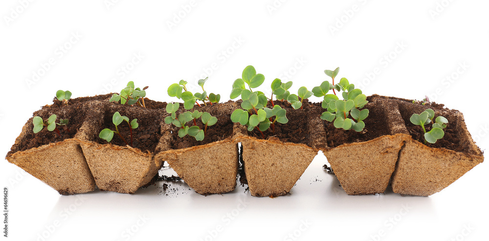 Canvas Prints Young seedlings of radish in tray isolated on white