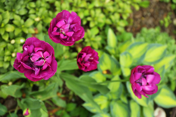 Beautiful tulips, outdoors
