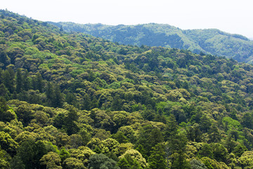 Fototapeta premium 世界遺産の春日山原始林