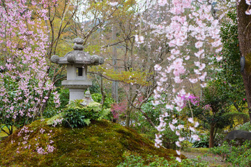 Fototapeta na wymiar Japanese park with sakura tree