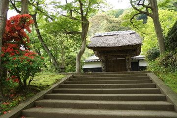 新緑の円覚寺居士林