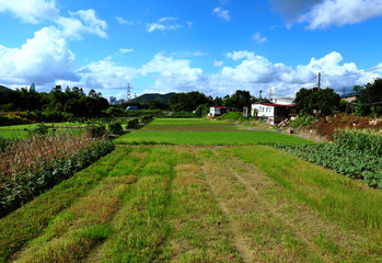 Fototapeta na wymiar Paddy rice field