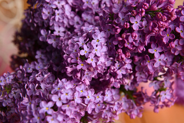 Beautiful lilac flowers close-up