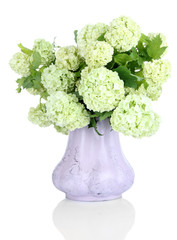White Hydrangea in vase isolated on white