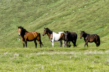 Wild horses