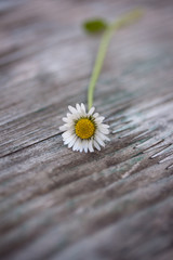 Einzelnes Gänseblümchen © Ingairis