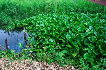 water hyacinth on a pond