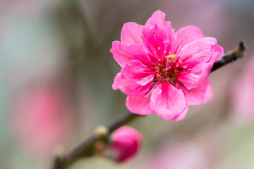 red Plum blossoms