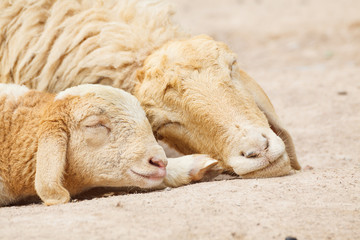Fototapeta premium Mała owieczka ze śpiącą owieczką