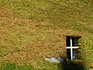Wall covered with densed ivy leaves, Dinan, Cotes-D'Armor, Britt