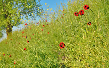 Field of poppies and rapeseed