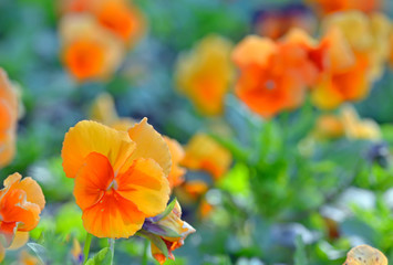 Fototapeta premium pansy flowers