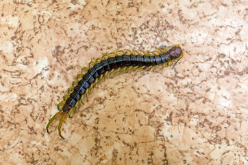 Giant centipede
