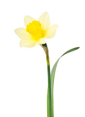 Naklejka na ściany i meble Beautiful daffodil in transparent vase isolated on white backgro