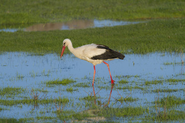 European stork, Ciconia, in natural environment