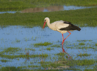 European stork, Ciconia, in natural environment