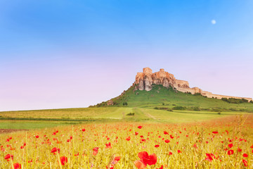 Spis Castle and poppy field