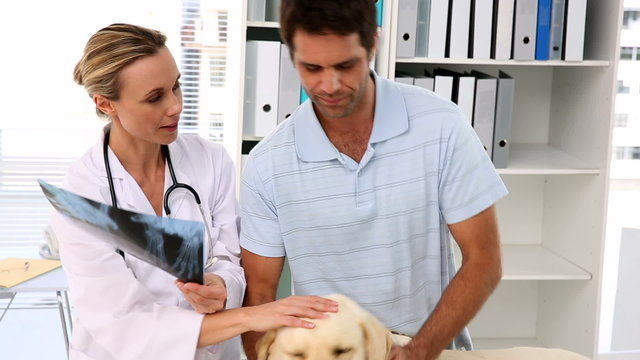 Vet showing xray to labradors owner