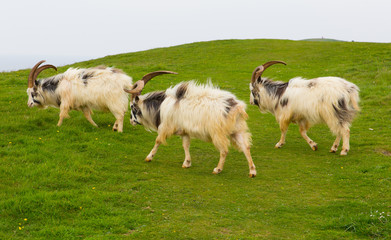 Naklejka na ściany i meble British Primitive goat breed large horns and beard