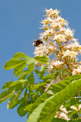 Gewöhnliche Rosskastanie-Aesculus hippocastanum