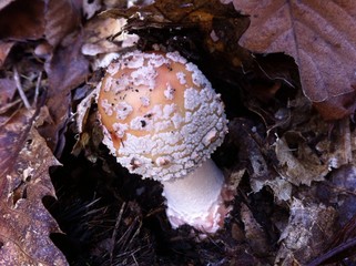 wild mushroom