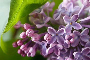 Sprig of purple lilac blooming with flowers and buds close up