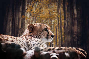 portrait of a wild cheetah