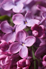 Beautiful sprig of fragrant pink lilac blossoms. closeup