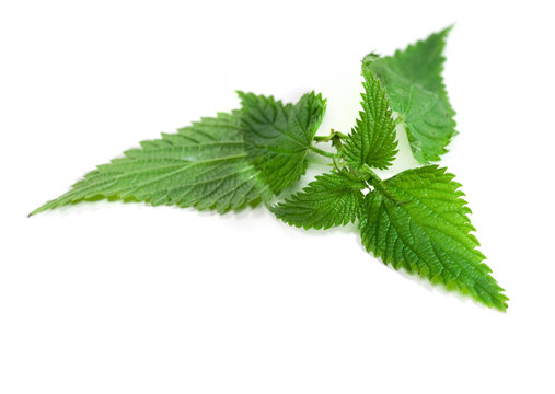 Medical herbs - leaf of nettle