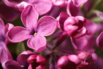 pink lilac blooming with flowers and buds macro