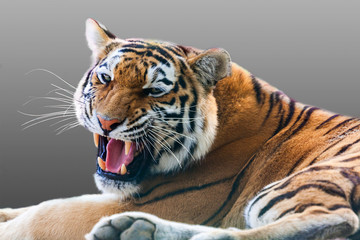 Warczący tygrys - obrazy, fototapety, plakaty
