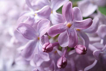 Fototapeta na wymiar floral background of delicate pale mauve fragrant lilacs