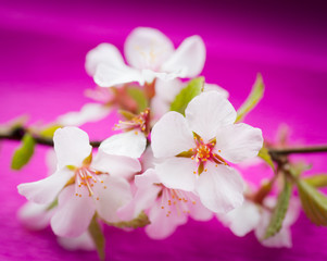 Obraz na płótnie Canvas Cherry blossoms. Selective focus.