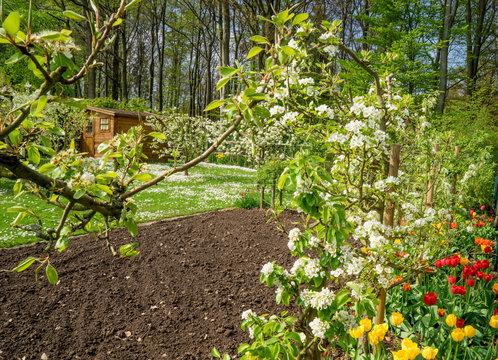 Garten im Frühling