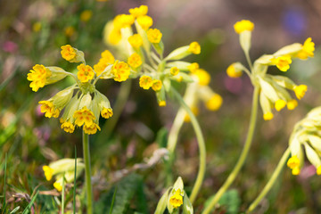 Cowslip flowers selective focus