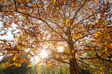 Tree in the park with fallen leaves at autumn