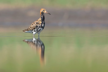Ruff