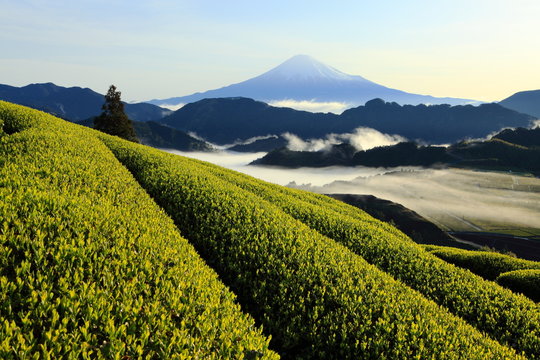 富士と茶畑