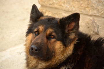 retrato de perro pastor aleman