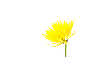 Yellow flower isolated on white background