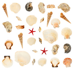 Set of multiple seashells isolated