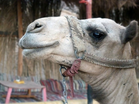 Kamel in Wüste