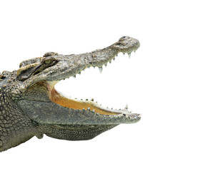 Alligator