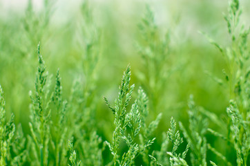 Fototapeta na wymiar Green grass