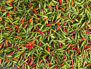 Fresh Green Chilli and Fresh Red Chilli